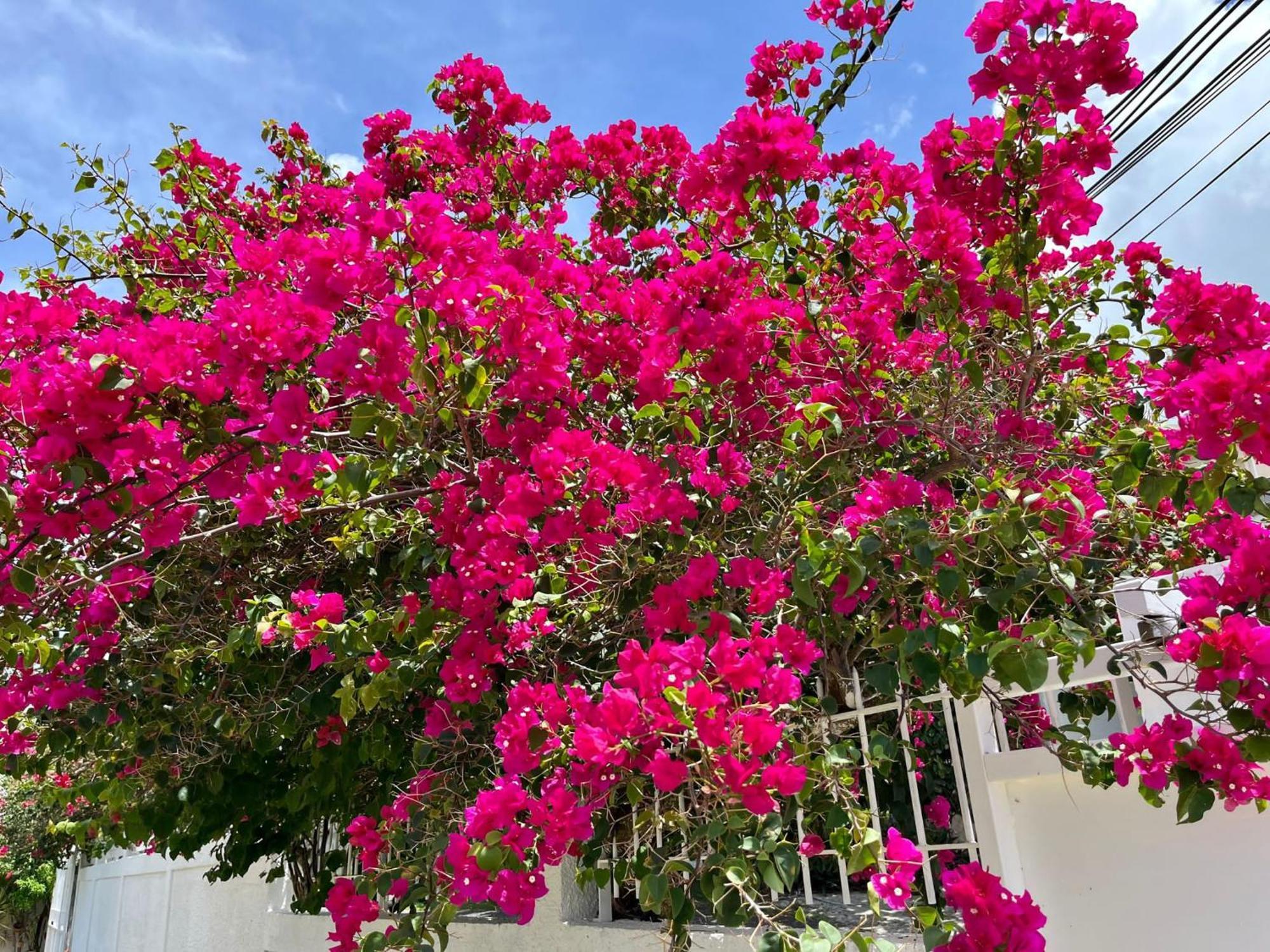 Les Villas Du Bambou - Villa Paprika Jusqu'A 6 Pers Le Gosier  Luaran gambar
