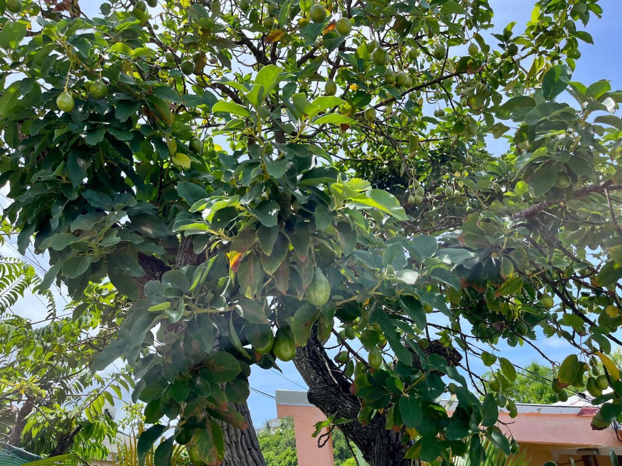 Les Villas Du Bambou - Villa Paprika Jusqu'A 6 Pers Le Gosier  Luaran gambar